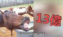 动物交配视频大全,交配瞬间大揭秘